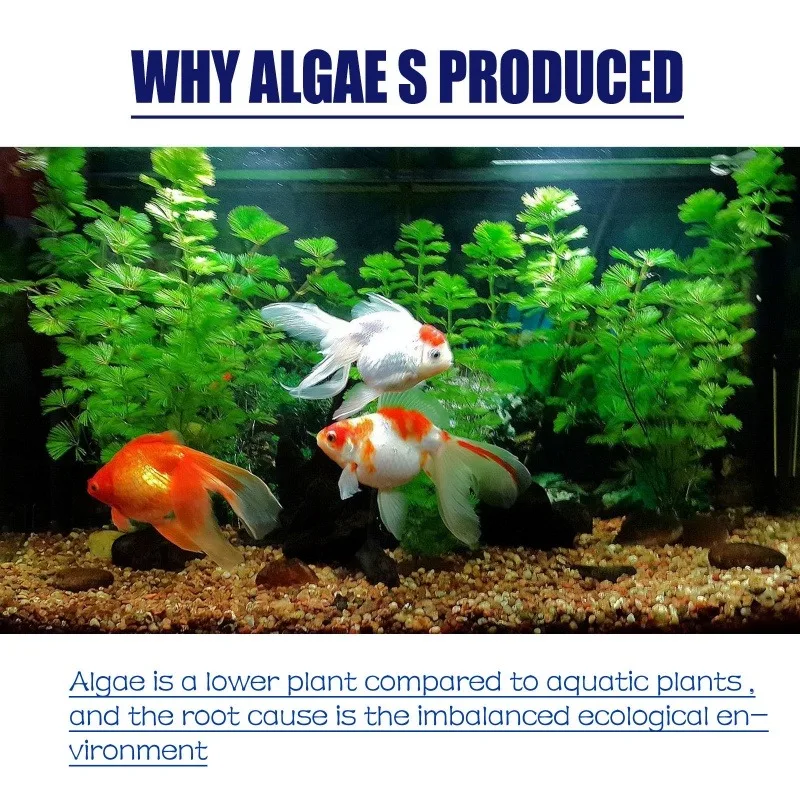 50 جرام من مبيد الطحالب عالي ا - مراجعة Aquarium Marine Plants وسعره
