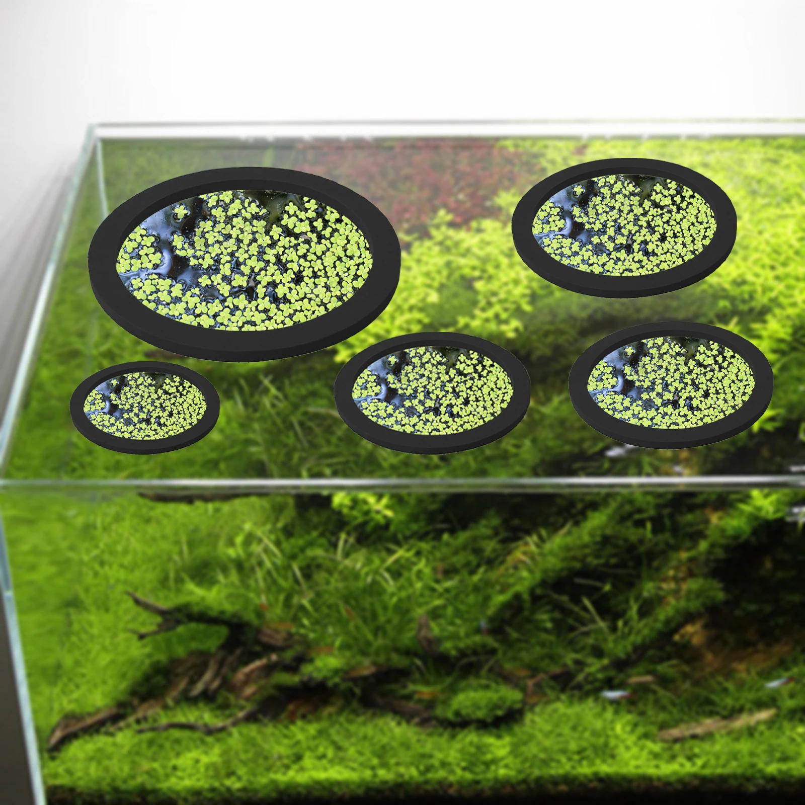 5 قطعة إيفا الأسماك تغذية حلقة - مراجعة Aquarium Marine Plants وسعره