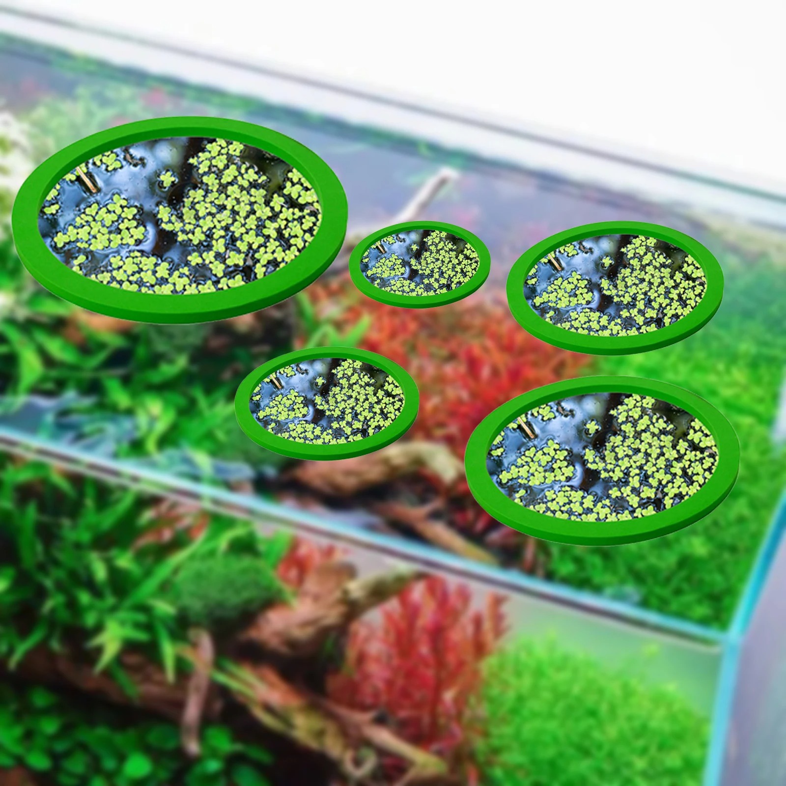5 قطعة إيفا الأسماك تغذية حلقة - مراجعة Aquarium Marine Plants وسعره